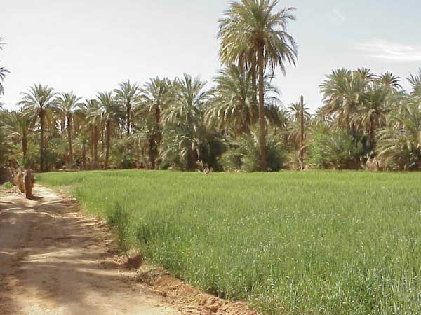 15 مليون دينار لحماية واحة بريزينة من خطر فيضانات وادي صقر