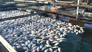 إطلاق أول عملية لاستزراع السمك هذا الأسبوع