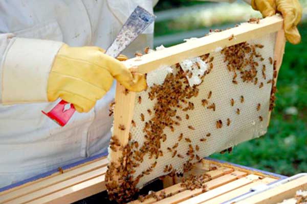 توزيع أكثر من 400 مجموعة من خلايا النحل خلال الثلاثي القادم