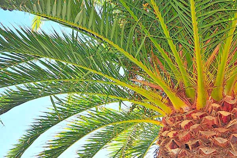 نحو تنفيذ أول تجربة تقنية على المستوى الوطني