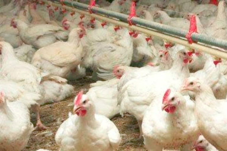 «بطاقة حرفيّ" لإدماج منتجي السوق الموازية