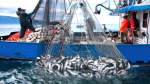 التزام بتحسين الظروف المهنية للصيادين