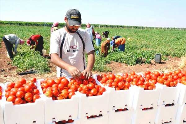 محصول الطماطم الصناعية والحبوب بقالمة يفوق التوقعات