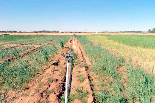 671 فلاحا يتحصلون على عقود استغلال أراض بمنطقة الصحراء