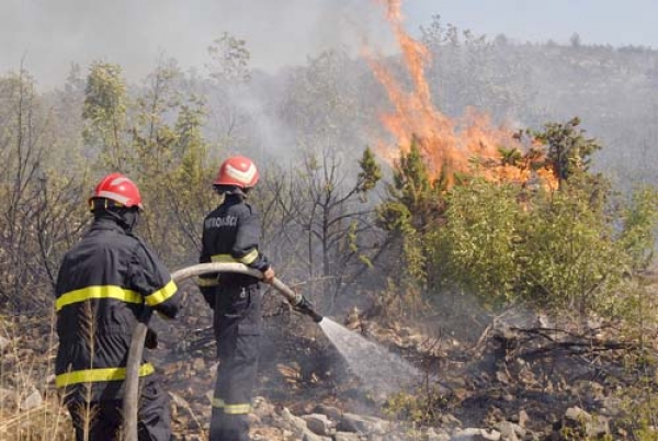 الحرائق تتلف 313 هكتارا من الغابات بالبليدة وتيسمسيلت