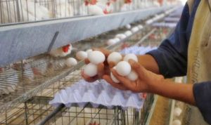 تراجع أسعار الدجاج والبيض يهدد المربين بالإفلاس