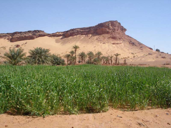 نقلة نوعية في القطاع الفلاحي بأدرار