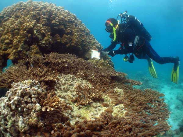 الترخيص لصيد المرجان قبل نهاية السداسي الأول