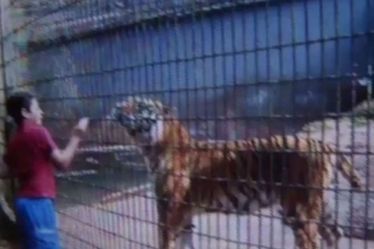 نمر يلتهم يد طفل بحديقة الحيوانات