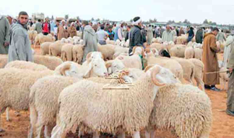 سقوط حر لأسعار المواشي بسعيدة