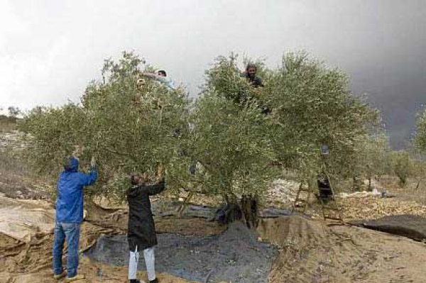 نقص في إنتاج الزيتون والبطاطا خلال هذا الموسم