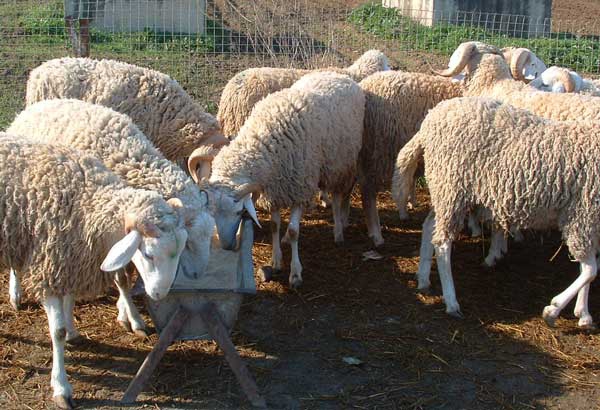 السماسرة يلهبون سوق الماشية بتلمسان