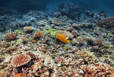 المهنيون يعارضون إعادة فتح صيد المرجان  