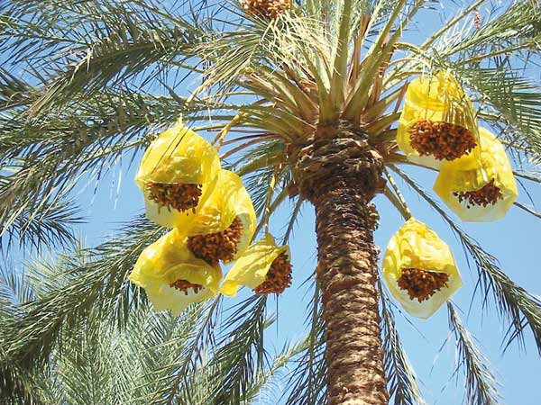 غياب الدعم وقلة الآبار يهدّدان "الذهب الأصفر"