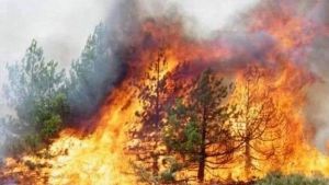 التحقيقات الابتدائية أكدت &quot;الطابع الإجرامي&quot; لحرائق الغابات