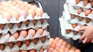 تراجع كبير في أسعار البيض