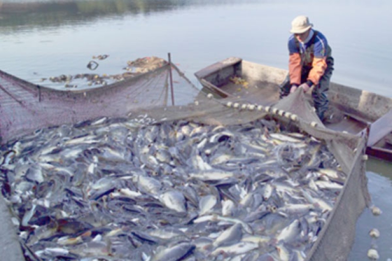 انخفاض إنتاج السمك بنسبة 23 بالمائة