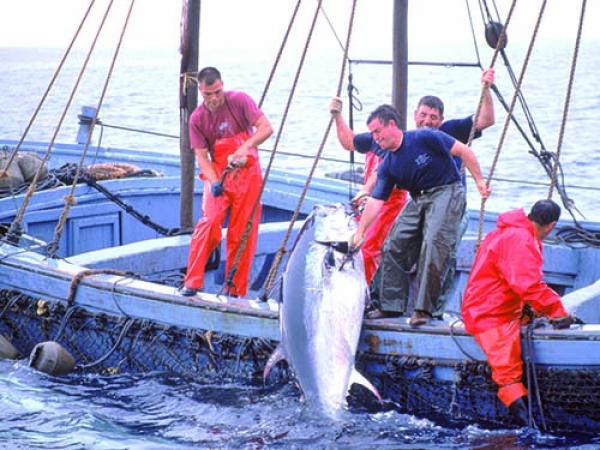 انطلاق صيد حصة الجزائر من التونة بالمتوسط 