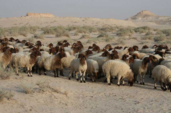 السماسرة يُلهبون أسعار الأعلاف