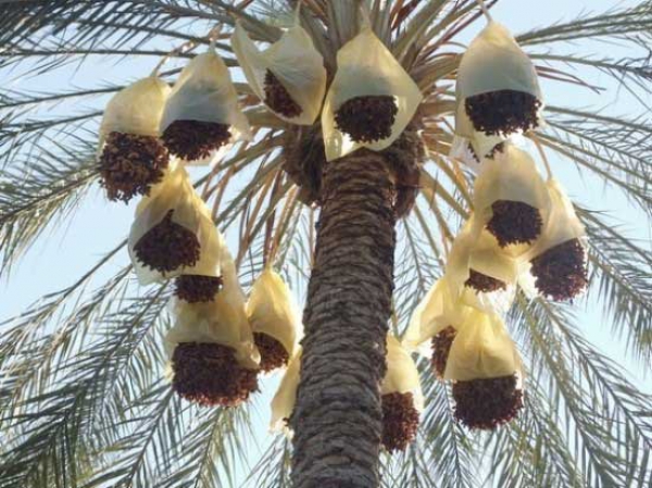قلة الماء واليد العاملة وراء تراجع المحصول
