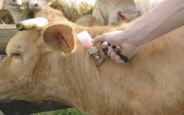 إطلاق حملة واسعة لتلقيح المواشي