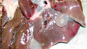 لا بديل عن احترام التدابير الوقائية خلال عيد الأضحى