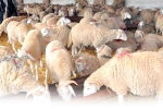 الجذري يقتل عددا كبيرا رؤس من الماشية