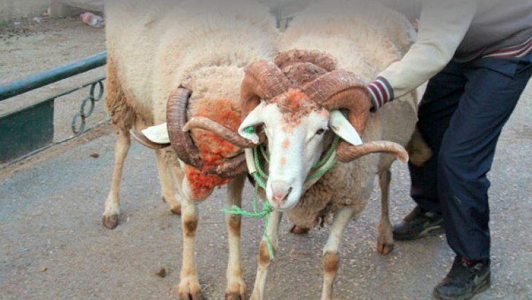أسعار "تحرق" الجيوب.. والماعز ملاذ الزوالية