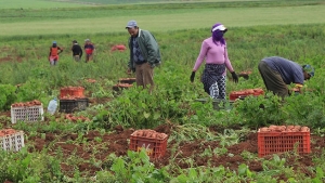 مآس يومية للعمال الزراعيين جراء التهميش والاستغلال الفاحش