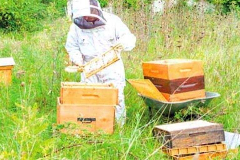 تراجع كبير في إنتاج العسل