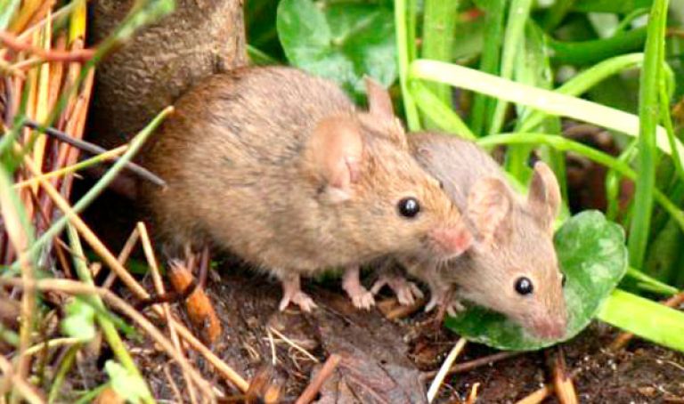 القضاء على 70 بالمائة من القوارض