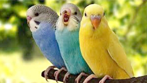 تربية العصافير.. قصة عشق لا يدرك أسرارها إلا المولعون