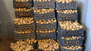 الاعتماد على 80 % من البذور المحلية للبطاطا