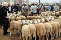 ولاية البيّض تقرر غلق أسواق الماشية �