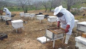 توزيع 20 ألف خلية نحل على منتجي العسل