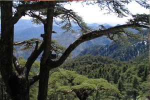 805 ملايين دج لتثمين الغابات