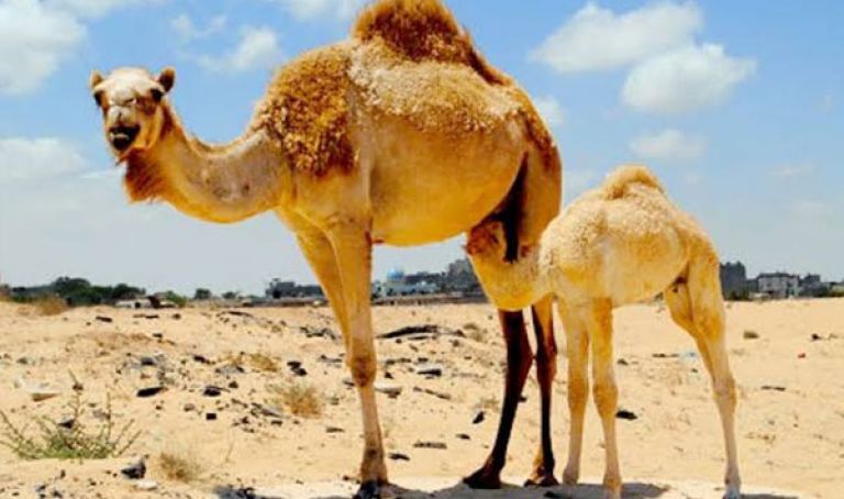 إجراءات عملية لترقية تربية الإبل