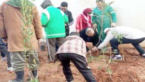 حملة ممنهجة للقضاء على الأشجار