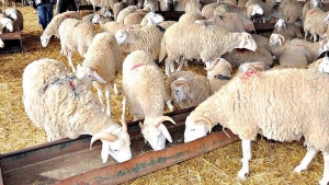 "سماسرة" يشكون ركود أسواق الماشية وعزوف المواطن