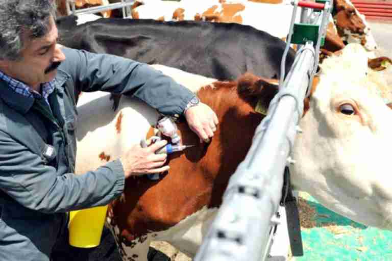حملة تلقيح لفائدة 22 ألف رأس من البقر بوهران