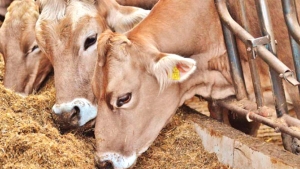 منع استعمال القمح في تغذية الحيوانات