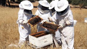 تطوير تربية النحل