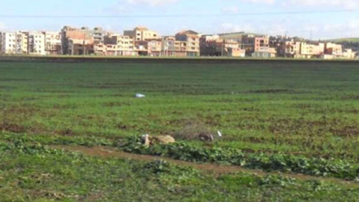 نحو مراجعة مخطط شغل الأراضي بعنابة