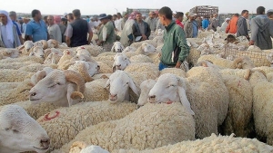 رئيس الجمعية الوطنية لمربي المواشي، حاج حيمود مصطفى