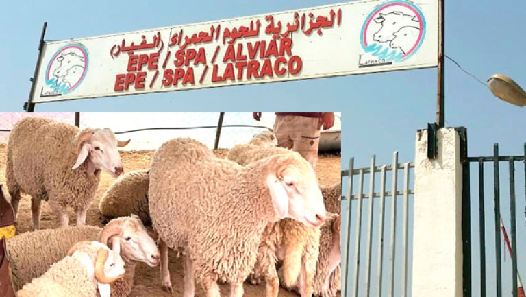 "لاتراكو" تقطع الطريق أمام سماسرة العيد
