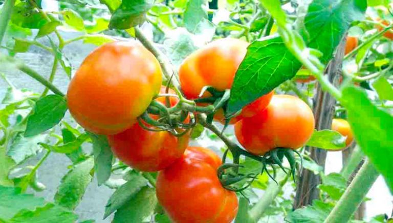 الطماطم الصناعية تقفز إلى أعلى المستويات