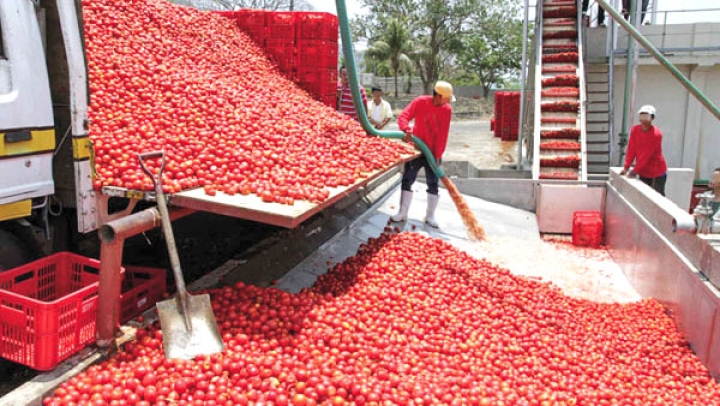 نحو جني مليون قنطار من الطماطم الصناعية هذا الموسم