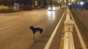 كلب يقف في شارع لـ3 أشهر!