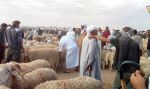 أسواق الماشية