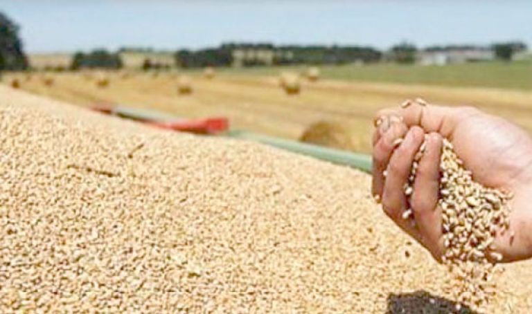 توقع إنتاج 1.6 مليون قنطار من الحبوب